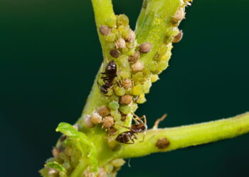 Sugamento da seiva que compromete a fotossíntese e o vigor da planta