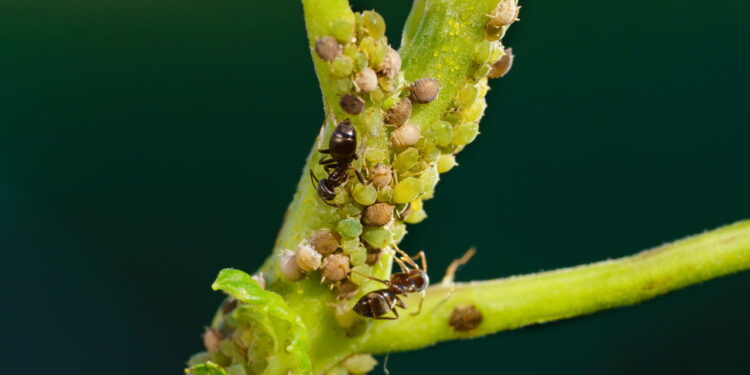Sugamento da seiva que compromete a fotossíntese e o vigor da planta