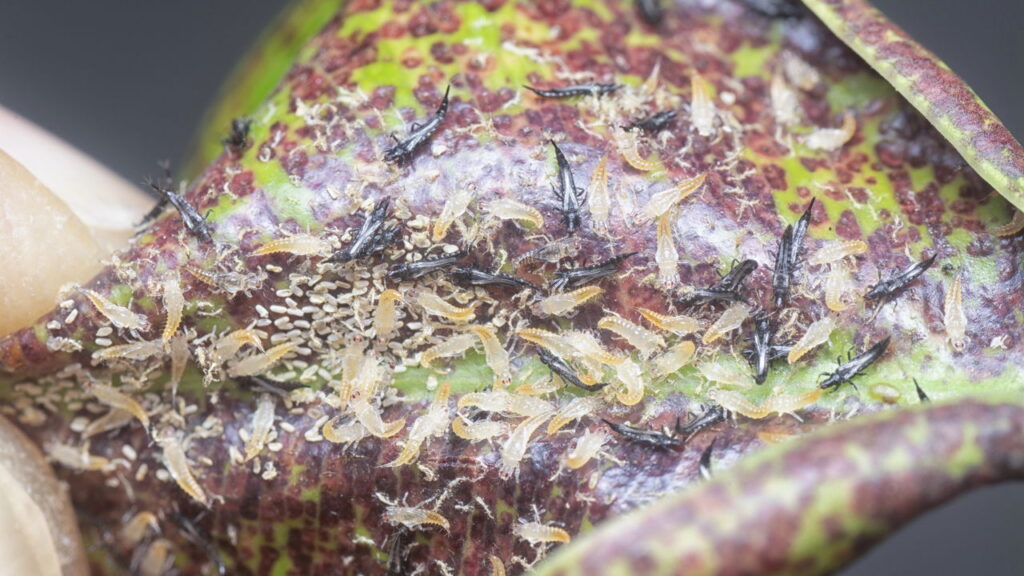 Presença de teias finas revela colônias instaladas entre folhas e caules