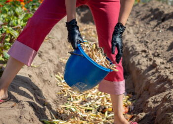 3 mitos sobre adubos naturais que estão matando suas plantas
