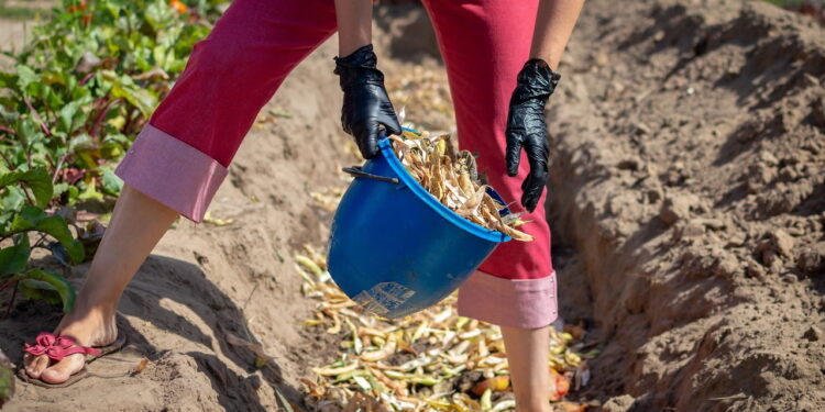 3 mitos sobre adubos naturais que estão matando suas plantas