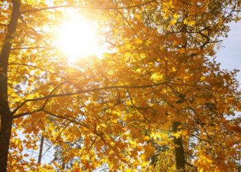 As melhores plantas que adoram sol e deixam sua varanda cheia de vida