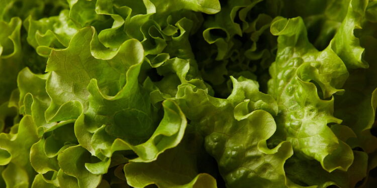 Armazenamento inteligente que prolonga a durabilidade das folhas verdes