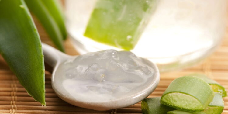 A babosa é um anti-inflamatório natural graças as suas propriedades curativas