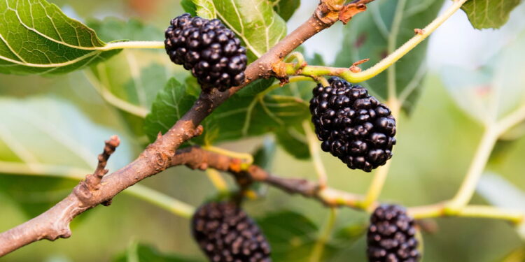 As árvores ideais para colher frutas frescas sem esperar muito tempo