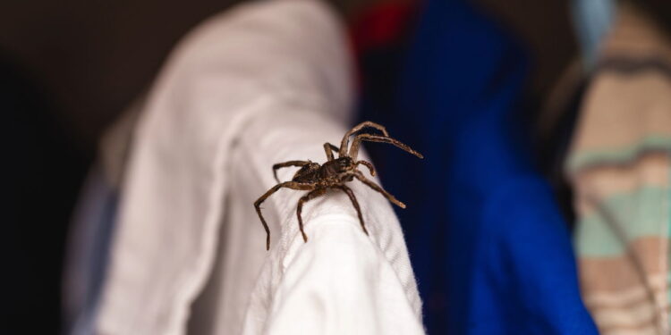 Essas plantas perfumadas mantém as aranhas longe de casa