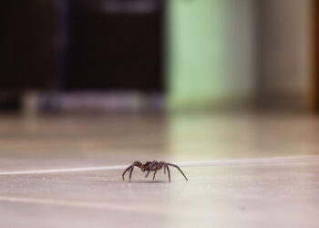 Como espantar aranhas sem precisar eliminá-las?