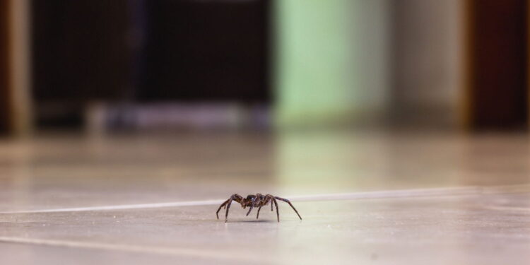 Como espantar aranhas sem precisar eliminá-las?