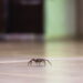 Como espantar aranhas sem precisar eliminá-las?