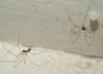Para aranhas longe da sua casa, evite cultivar essas 4 plantas