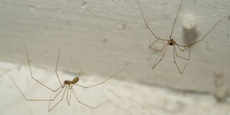 Para aranhas longe da sua casa, evite cultivar essas 4 plantas