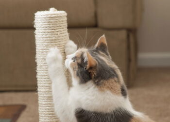 Esses modelos de arranhadores viraram o novo parque de diversão dos gatos mais ativos