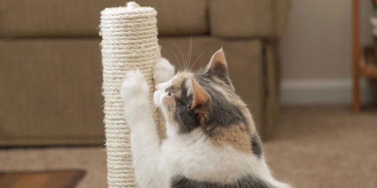 Esses modelos de arranhadores viraram o novo parque de diversão dos gatos mais ativos