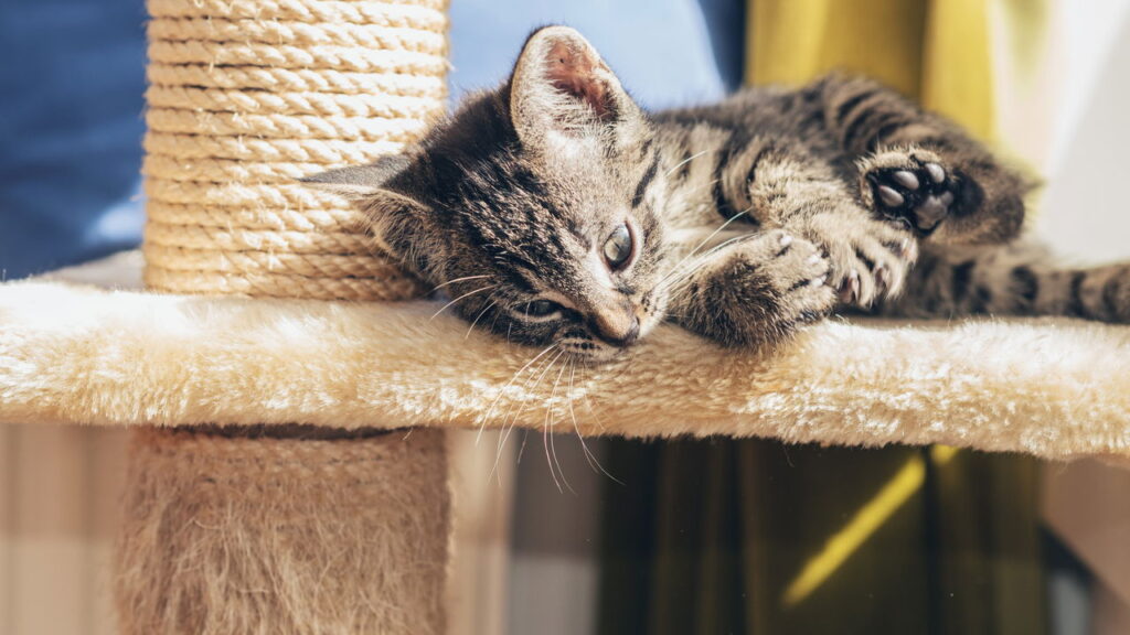 Esses modelos de arranhadores viraram o novo parque de diversão dos gatos mais ativos