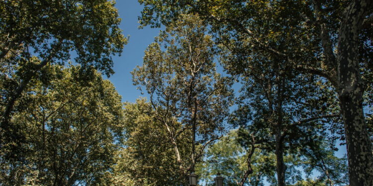 Essa técnica fortalece árvores e evita problemas no jardim