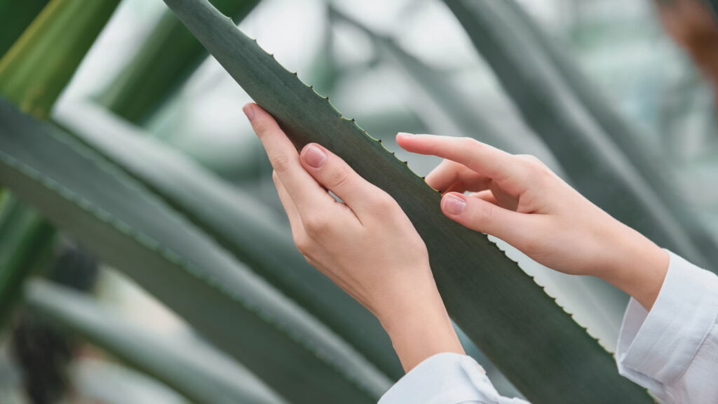 As 10 plantas que ajudam na regeneração da pele