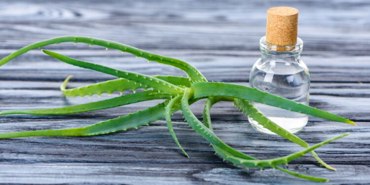 Planta versátil que cuida da pele e do seu jardim ao mesmo tempo!