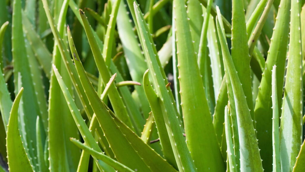 A babosa é um anti-inflamatório natural graças as suas propriedades curativas