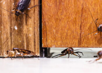 Vazamentos e infiltrações realmente atraem baratas e mosquitos?