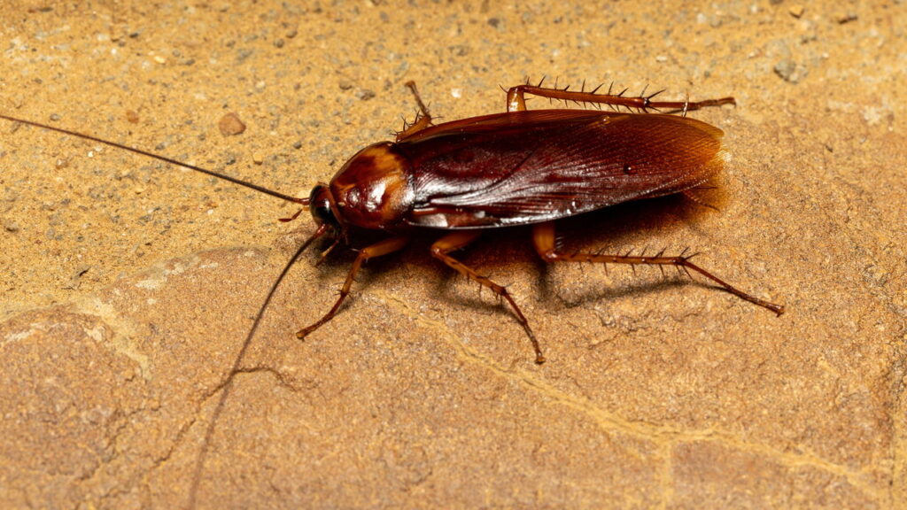 Vazamentos e infiltrações realmente atraem baratas e mosquitos?