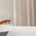 Dicas naturais para afastar baratas de casa