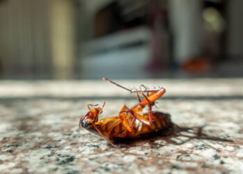 Esse lugar esquecido da cozinha e atrai infestações de baratas