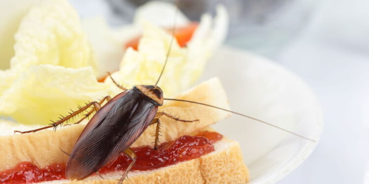 Método natural com cheiro forte que baratas não suportam