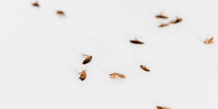 Geladeira com odores estranhos? Pode ser sinal de infestação de baratas