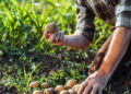 O melhor adubo para batatas e o segredo de colheitas gigantes