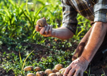 O melhor adubo para batatas e o segredo de colheitas gigantes