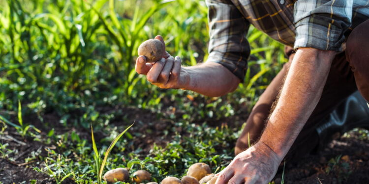 O melhor adubo para batatas e o segredo de colheitas gigantes