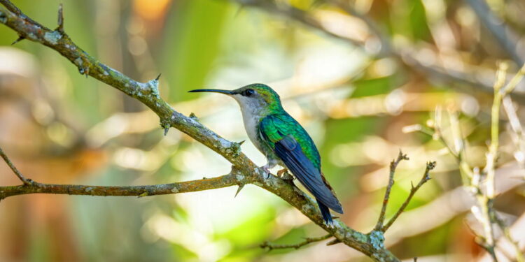 A flor que atrai beija-flores e pode transformar seu jardim em agosto