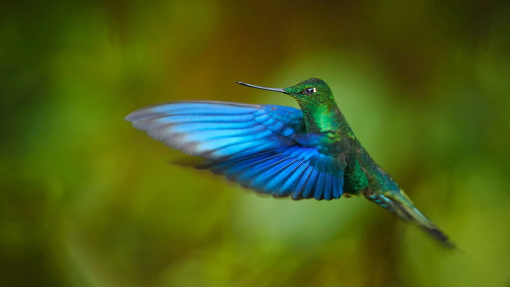 A flor que atrai beija-flores e pode transformar seu jardim em agosto