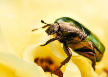 Essa planta pode salvar suas hortaliças das pragas
