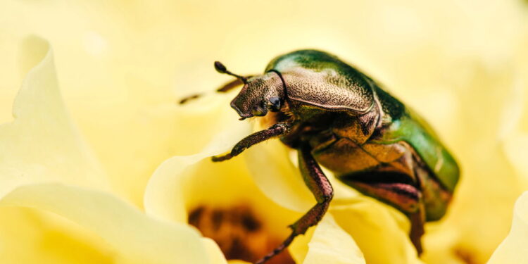 Essa planta pode salvar suas hortaliças das pragas