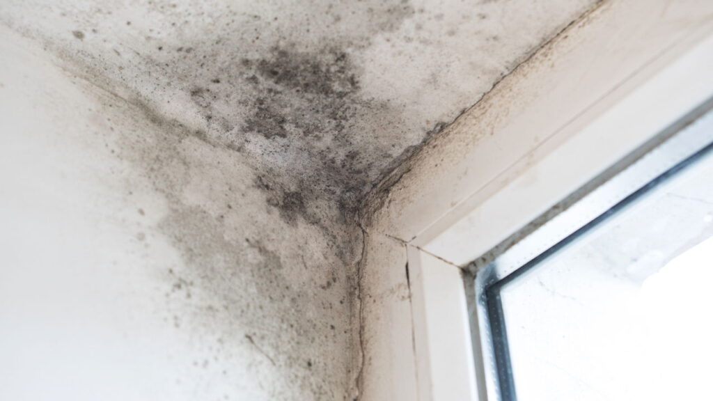 Como identificar mofo e fungos escondidos dentro dos armários