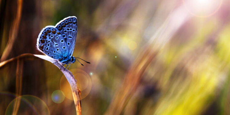 As 10 plantas que atraem borboletas para o jardim