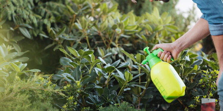 O truque do borrifador que está salvando orquídeas em todo lugar