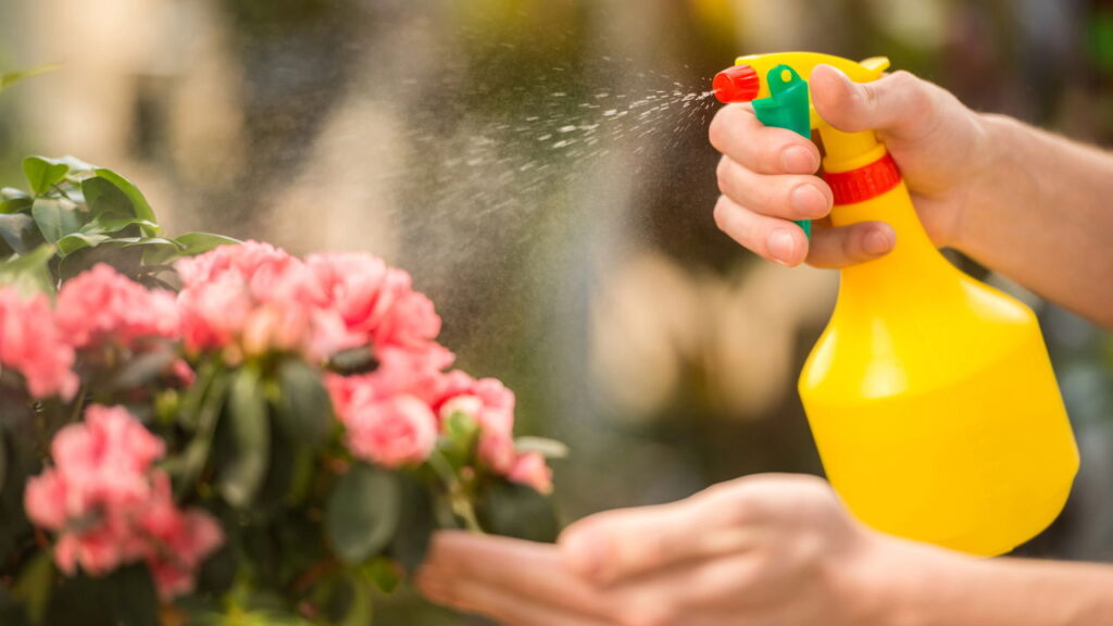 O truque do borrifador que está salvando orquídeas em todo lugar