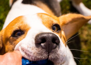 O melhor tipo de brinquedo para acalmar e entreter seu cão