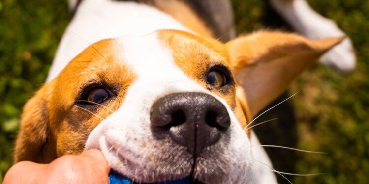 O melhor tipo de brinquedo para acalmar e entreter seu cão