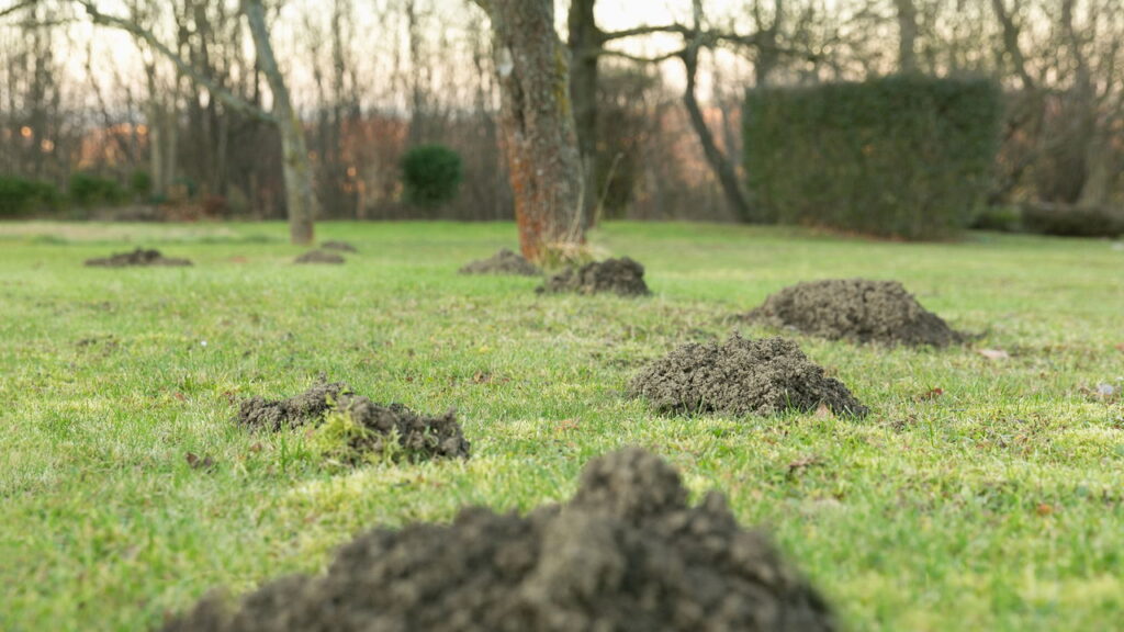 Seu jardim pode ter estes animais sem que você saiba e esses são os indícios