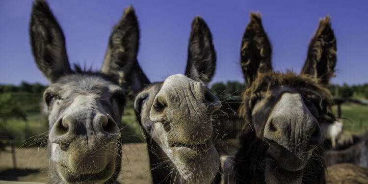 Qual é o coletivo de burro?