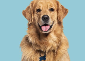 O comportamento mais comum dos pets que revela apego extremo