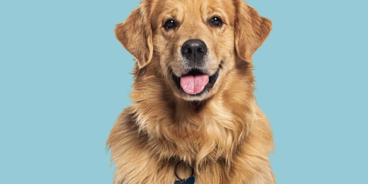 O comportamento mais comum dos pets que revela apego extremo