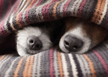 Dor de barriga em cães pode ser perigosa se não for tratada