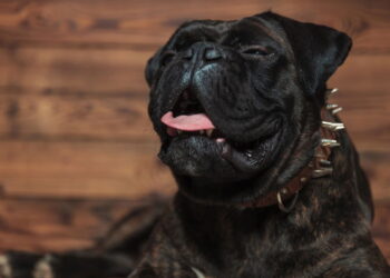 Por que seu cachorro espirra ao brincar? Veja o que isso significa