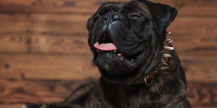 Por que seu cachorro espirra ao brincar? Veja o que isso significa