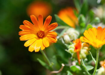 Essa flor além de vibrante é cheia de potencial para um bom cultivo em casa