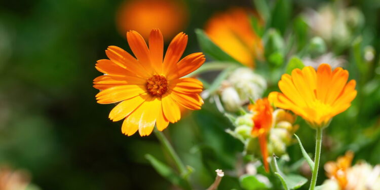 Essa flor além de vibrante é cheia de potencial para um bom cultivo em casa